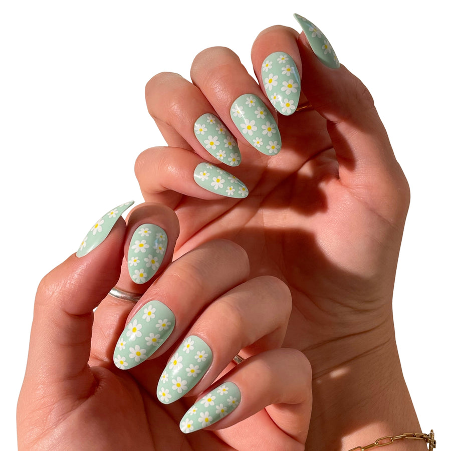 Daisy - PaintLab